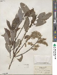 Salix discolor var. prinoides image