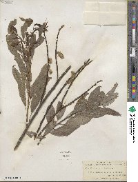 Salix discolor image