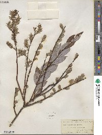 Salix discolor var. prinoides image