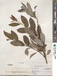 Salix discolor image