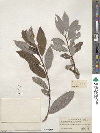 Salix discolor var. prinoides image