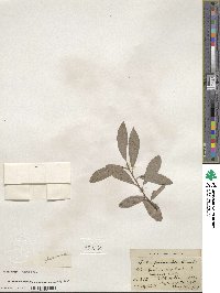 Salix discolor image