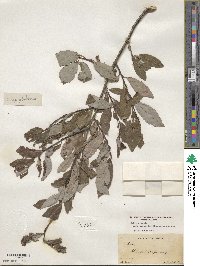 Salix discolor var. prinoides image