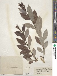 Salix discolor image