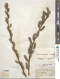 Salix discolor image