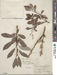 Salix discolor var. prinoides image