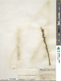 Salix discolor image