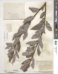 Salix discolor var. prinoides image