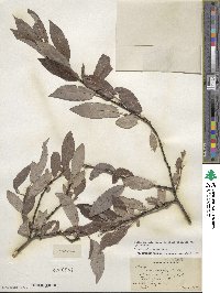 Salix discolor var. prinoides image