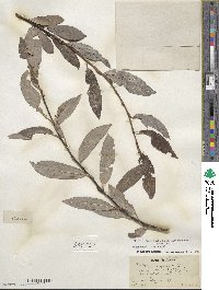 Salix discolor var. prinoides image