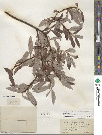 Salix discolor image