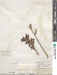 Salix discolor var. prinoides image