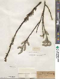 Salix discolor image