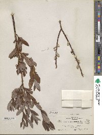 Salix discolor var. prinoides image