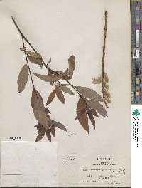 Salix discolor image