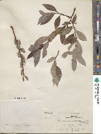 Salix discolor image