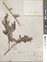 Salix discolor var. prinoides image