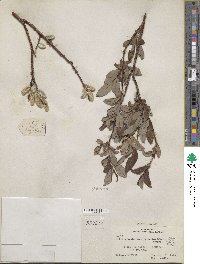 Salix discolor image