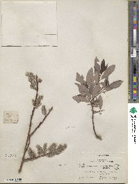 Salix discolor var. prinoides image