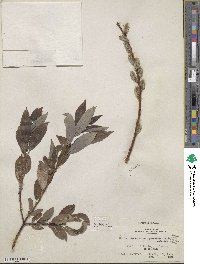 Salix discolor image