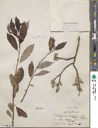 Salix discolor var. prinoides image