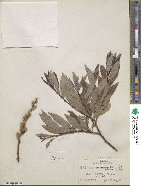 Salix discolor var. prinoides image