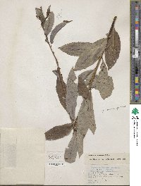 Salix discolor var. prinoides image