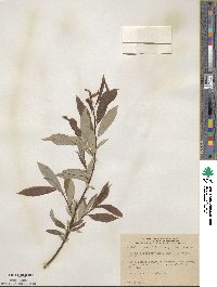 Salix discolor var. prinoides image