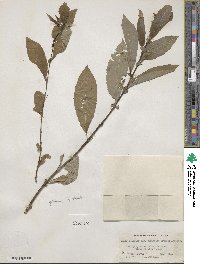 Salix discolor image