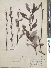 Salix discolor image