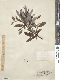 Salix discolor image