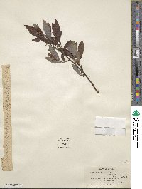 Salix discolor var. prinoides image