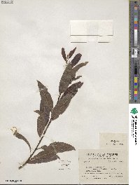 Salix discolor var. prinoides image