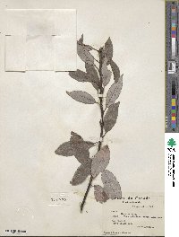 Salix discolor image