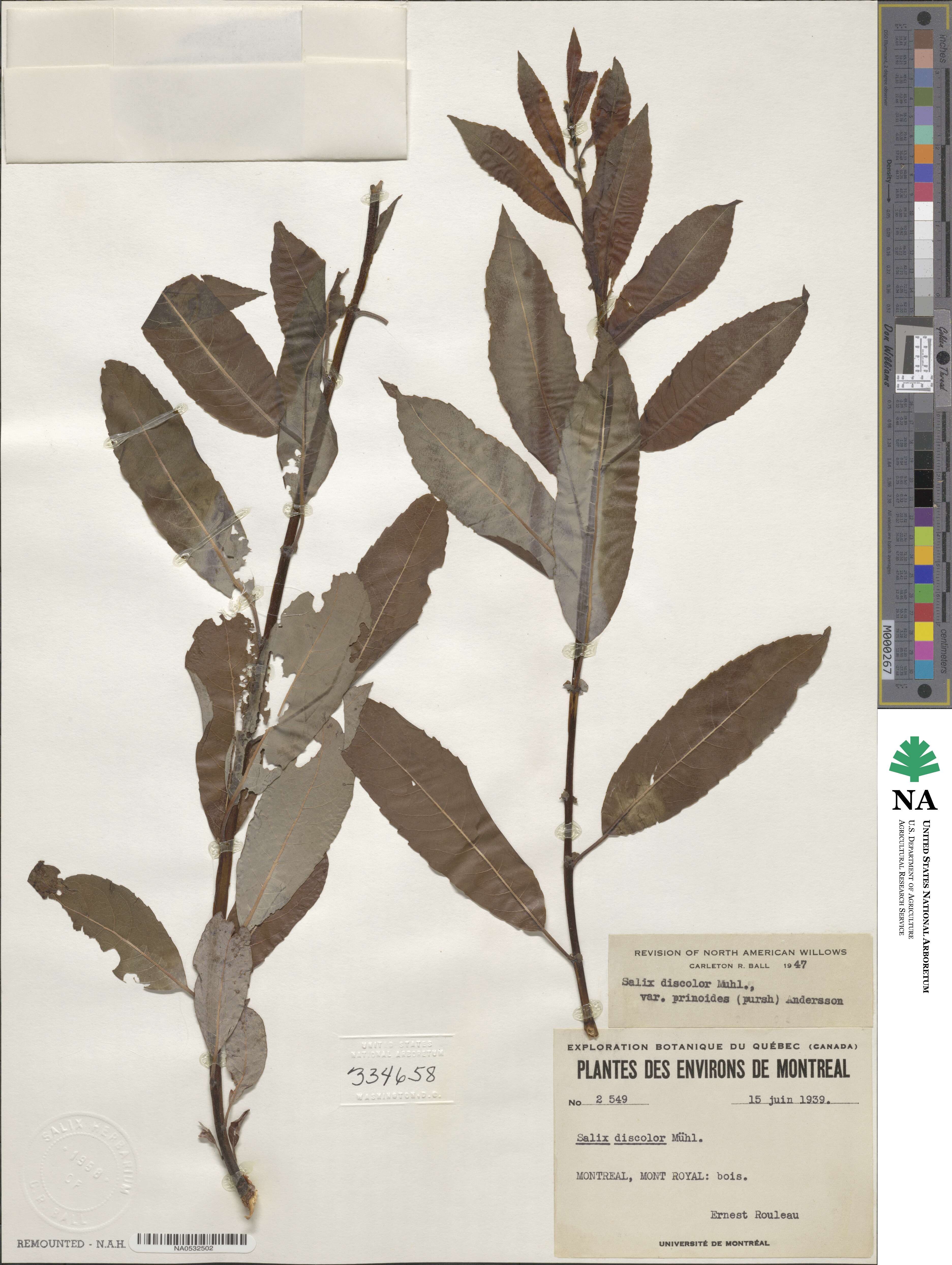 Salix discolor var. prinoides image