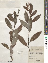 Salix discolor image