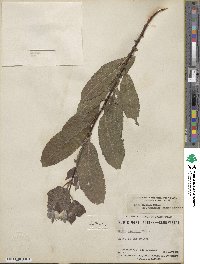 Salix discolor var. prinoides image