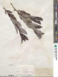 Salix discolor image