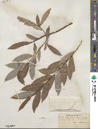 Salix discolor var. prinoides image