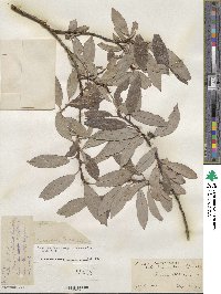 Salix discolor var. prinoides image