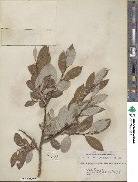 Salix discolor image