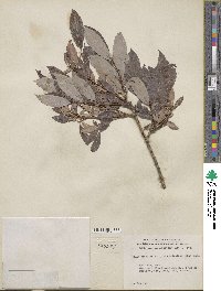 Salix discolor image