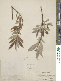 Salix discolor var. prinoides image