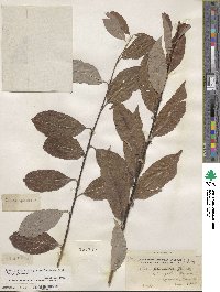 Salix discolor image