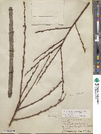 Salix discolor image