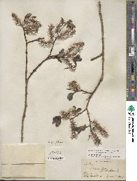 Salix discolor var. prinoides image