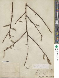 Salix discolor image