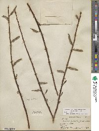 Salix discolor var. prinoides image