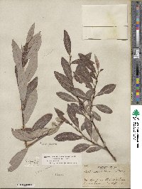 Salix discolor var. prinoides image