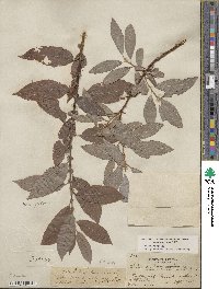 Salix discolor image